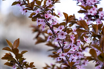 Beautiful pink flowers of an ornamental apple tree in the garden.