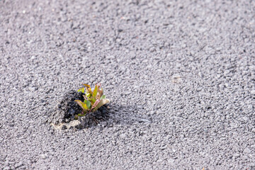 A young tree breaks through the asphalt in the city. The concept of overcoming obstacles. The emergence of a new life in a hostile environment.