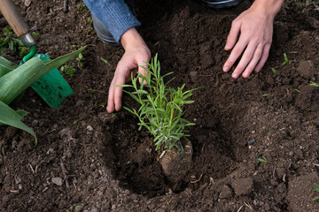 Planting a young lavender bush in the garden in spring. Planting flowers in a flower bed. Spring work in the flower garden near the house.