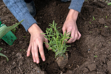 Planting a young lavender bush in the garden in spring. Planting flowers in a flower bed. Spring work in the flower garden near the house.