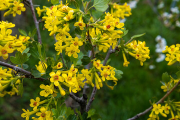 Yellow yoshta flowers in early spring in the garden.