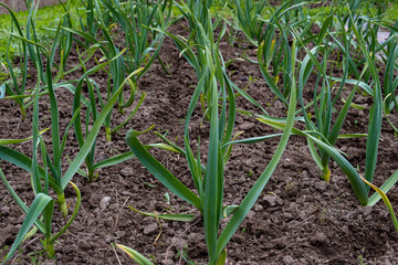 Bed of young winter garlic in the garden. Growing garlic