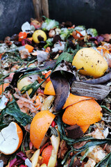 compost texture from household waste