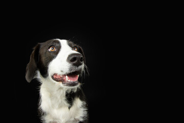 Portrait black and white puppy dog looking away with happy expression face. Isolated on black background