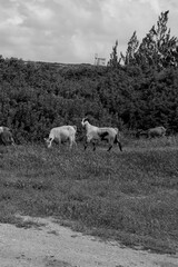 Fototapeta premium Multiple domestic goats walking along grass on a greenery field in Rhodes island, Greece in black and white