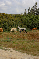 Naklejka na ściany i meble Multiple domestic goats walking along grass on a greenery field in Rhodes island, Greece