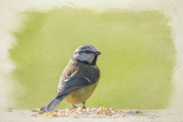 Digital watercolour painting of a Eurasian Blue Tit feeding against a clear green background.