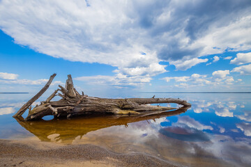 An old tree lies in the water against the background of the sky with clouds reflected in the water in spring
