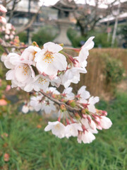 Colorful spring flowers in the garden. Floral background. Spring flowers.