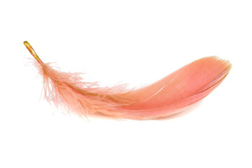 Light fluffy orange feather isolated on white background.