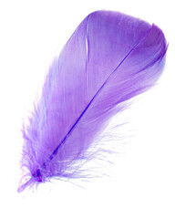 Light fluffy violet feather isolated on white background.