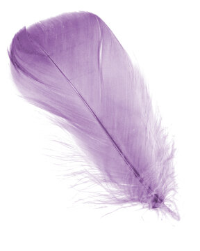 Light fluffy violet feather isolated on white background.