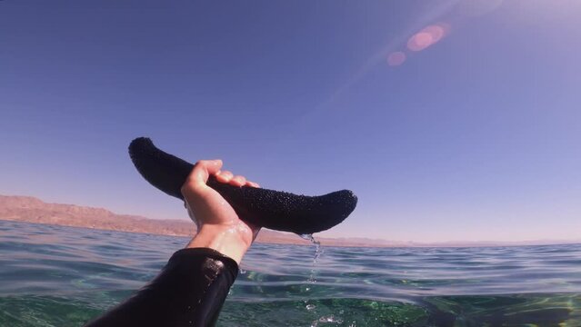 Man Holds Sea Cucumber While on a Snorkeling Adventure, Funny Holothuroidea