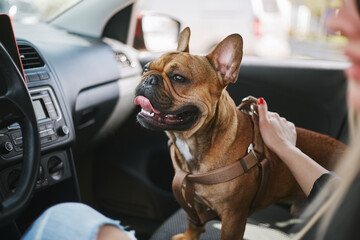 Cute young dog sitting in a car with owner. Portrait of adorable brown French bulldog puppy inside a vehicle