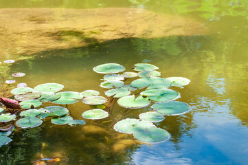 Lily pads Nymphaeaceae Nuphar floating peacefully on a pond in Northern Michigan