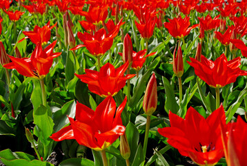 Spring flowering of red tulips in city flowerbeds and lawns