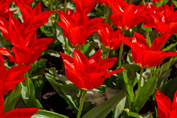 Spring flowering of red tulips in city flowerbeds and lawns. Tulips close up