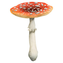 Redcap fly agaric illustration isolated on white background. Hand drawn red poisonous mushroom with dots on grey stipe. Woodland dangerous plant amanita muscaria