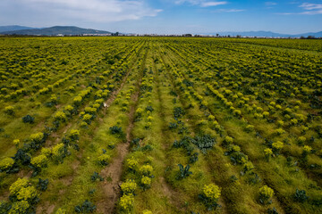 Natural broccoli grown in İzmir - Torbalı plain , Mature broccoli bloomed in yellow in the open air .