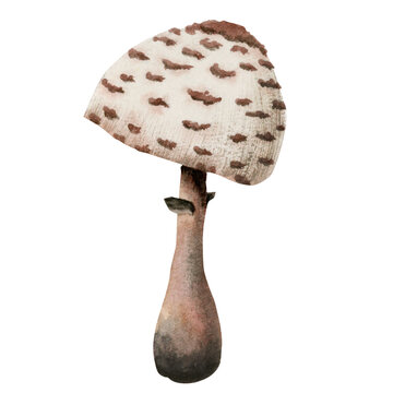 Watercolor shaggy parasol mushroom illustration. Macrolepiota procera fungus. Hand drawn clipart isolated on white background
