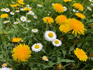 Dandelion flowers blooming in the grass