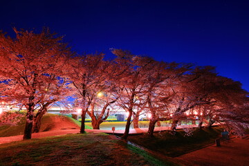 ライトアップの夜桜