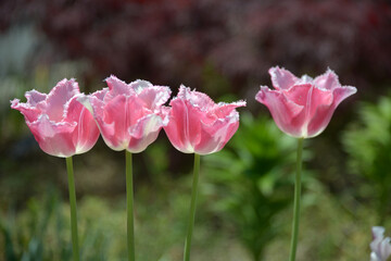 ピンクのチューリップ