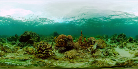 Coral Reef Fish Scene. Tropical underwater sea fish. Colourful tropical coral reef. Philippines. 360 panorama VR