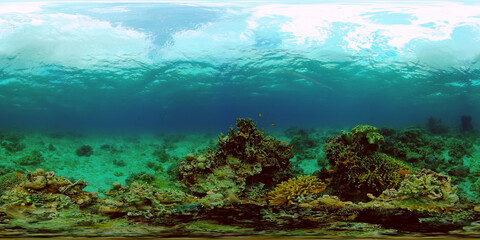 Plakat Coral reef underwater with fishes and marine life. Coral reef and tropical fish. Philippines. Virtual Reality 360.