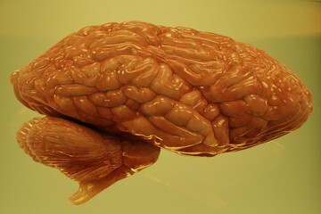 Realistic 3D Render of Brain in Jar