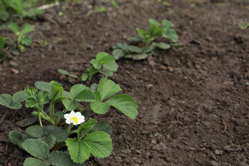young blooming strawberries in the garden, strawberry sprouts in spring
