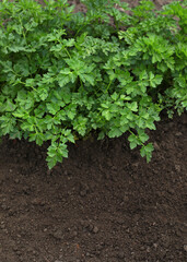 green lettuce in the garden, young green parsley in the garden close-up photo
