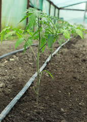 young tomatoes in the garden, growing vegetables without fertilizers
