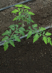 young tomatoes in the garden, growing vegetables without fertilizers

