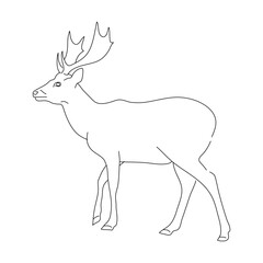 Doodle of Deer. Hand drawn vector illustration.