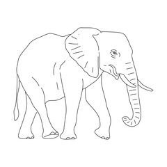 Doodle of Elephant. Hand drawn vector illustration.
