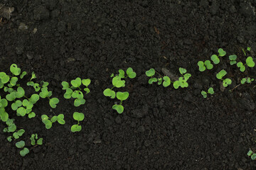 young radish on a bed in the garden, growing vegetables at home without fertilizer
