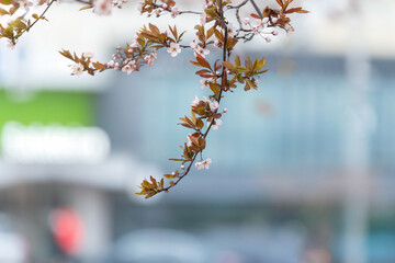 Blooming cherry tree branches on the blurred city background - 597108193