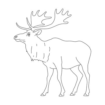 Doodle of Elk. Hand drawn vector illustration.