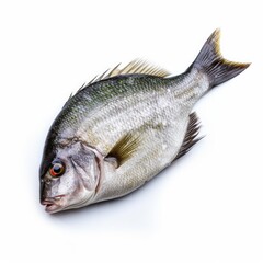 Bream fish isolated on white. Generative AI