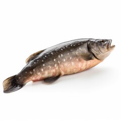 Obraz premium Dab fish isolated on white. Generative AI