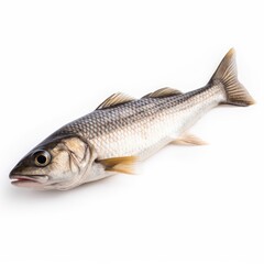 Fototapeta premium Mullet fish isolated on white. Generative AI