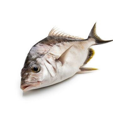 Pollachius Bilder Durchsuchen 13,446 Archivfotos, und