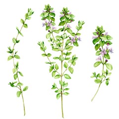 Watercolor drawing of a broad-leaved thyme, isolated on a white background. Botanical hand drawn illustration. A set of aromatic kitchen herbs, spices for Mediterranean cuisine.