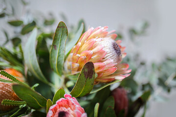 Orange protea flower