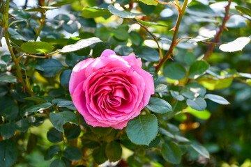 ピンクのバラ