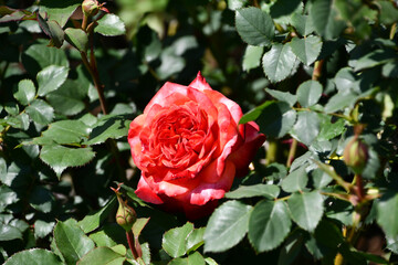 赤いバラ