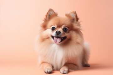 Obraz premium Lifestyle portrait photography of a bored pomeranian holding a dog treat in its mouth against a pastel or soft colors background. With generative AI technology