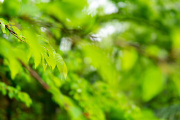 雨と新緑の葉