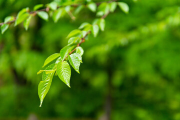 雨と新緑の葉